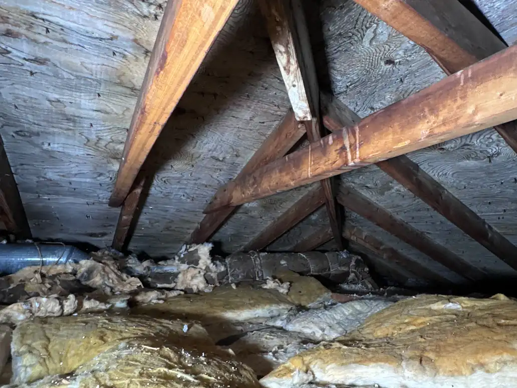 Roof rafters and sheathing above fibreglass insulation in an attic